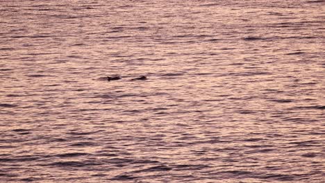 An-aerial-view-captures-dolphins-playing-close-to-Cascais-Beach,-their-silver-bodies-shining-in-the-sun-as-they-leap-in-the-crystal-clear-waters,-creating-a-stunning-display-of-natural-beauty