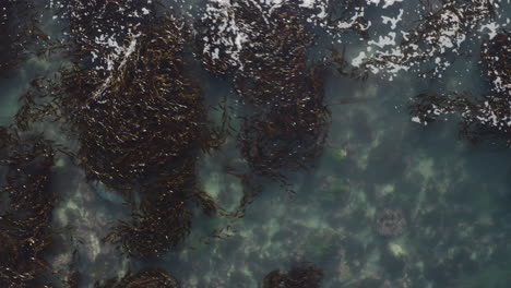 4k por encima del puerto de la bahía de monterey mares que se esconden bajo lechos de algas