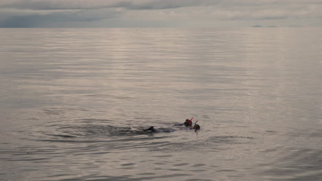 a couple in snorkeling gear explore the colorful coral formations of the great barrier reef under a calm, cloudy morning sky