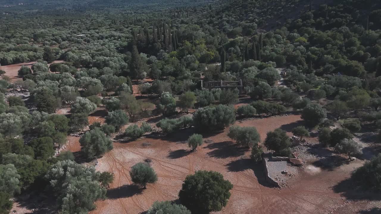 antiguas ruinas en un olivar