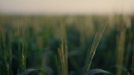 Field-green-wheat-spikes-on-sunrise.-Cereal-crop-ripening-on-farmland-close-up.