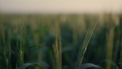 el trigo verde del campo se levanta al amanecer. el cultivo de cereales está madurando en las tierras de cultivo de cerca.