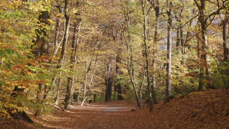 a trail covered with autumn leaves winds between trees in a city park