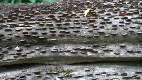 close up of old and new coins of all sizes and nations hammered into a fallen wish tree in st nectan's glen near tintagel in northern cornwall