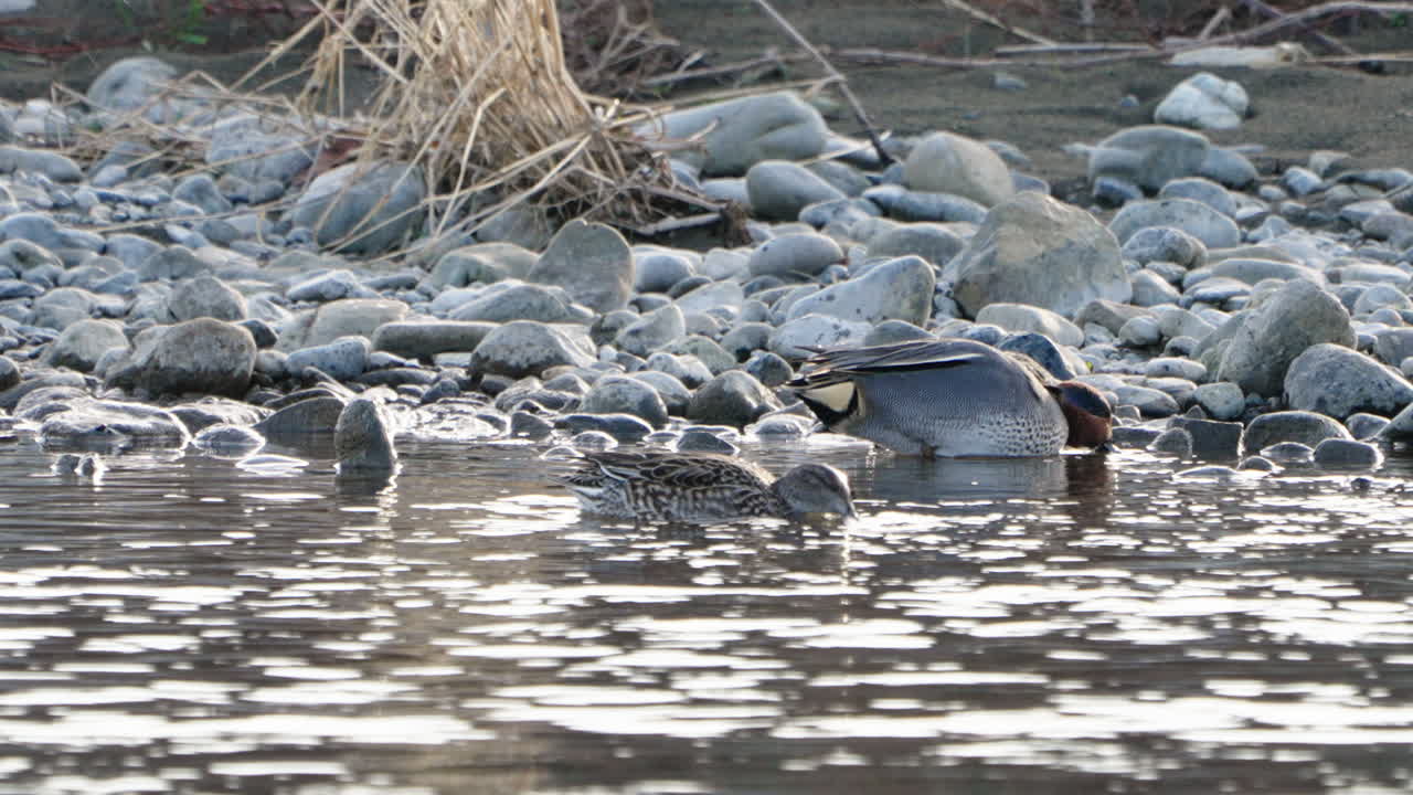 일본 도쿄의 후타코타마 강에서 먹이를 찾아다니는 두 개의 청록색 청록색 - 가까이