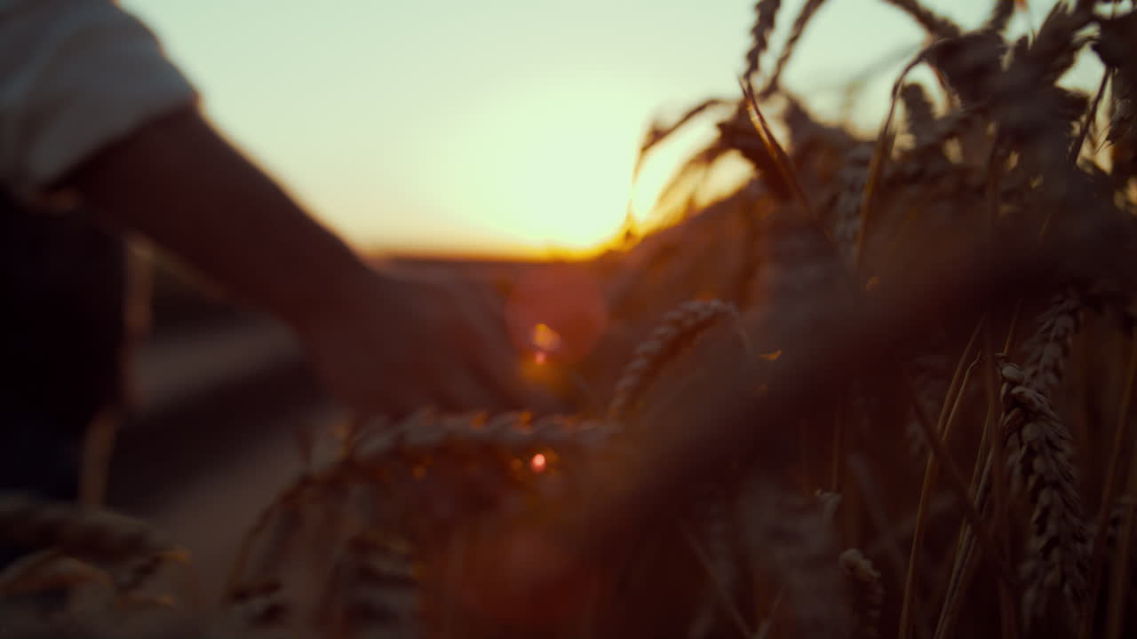 la mano del agricultor tocando las espigas de trigo al atardecer en primer plano. vista del campo de la cosecha de grano
