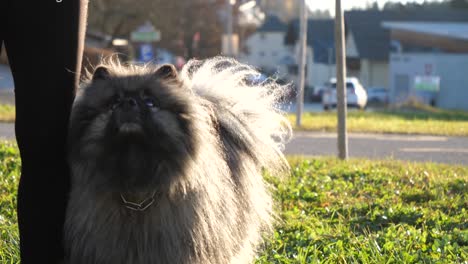 beautiful keeshond dog turns in a circle and gets a tasty treat