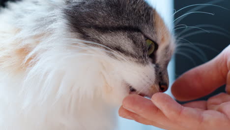 man's hand holding long-haired calico cat paw, shaking hands close-up