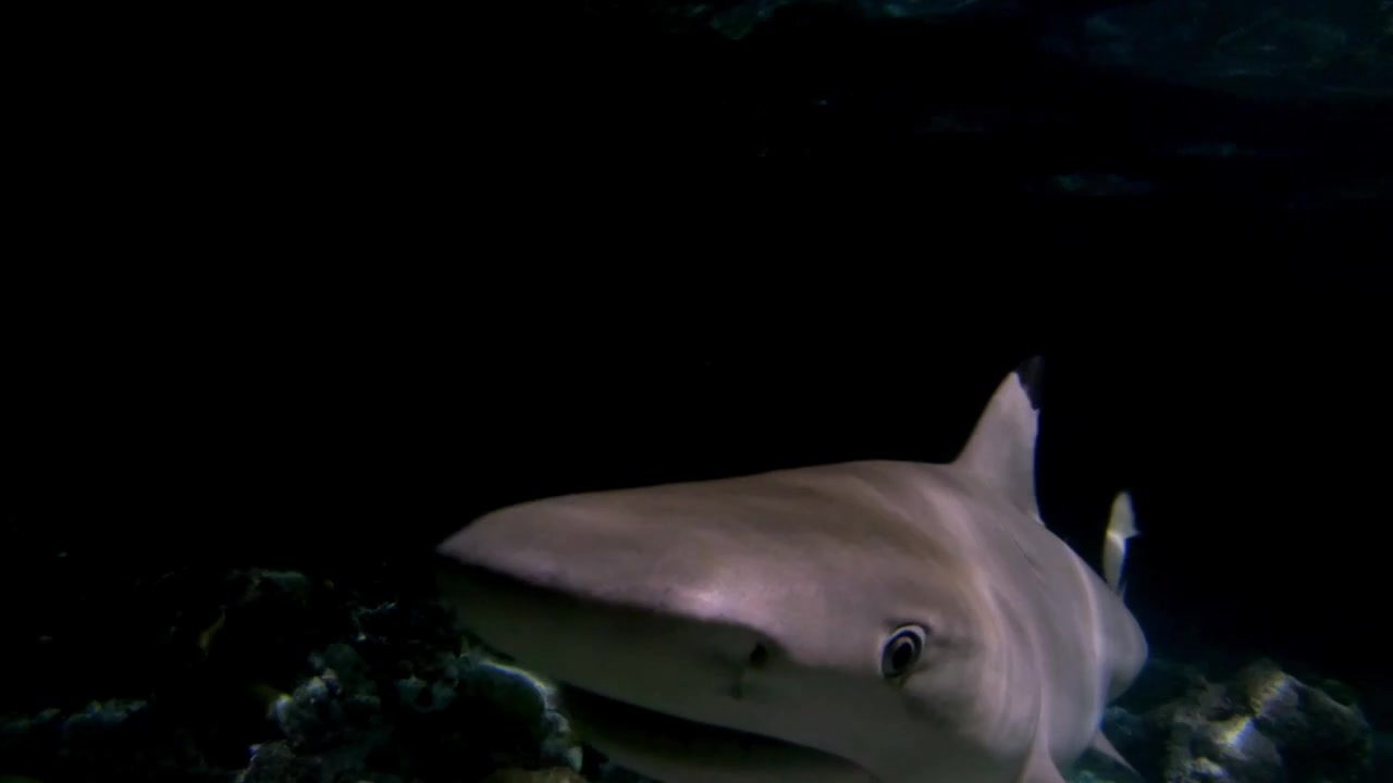 Blacktip reef shark smashed her face into the camera at night camera shake underwater closeup black background