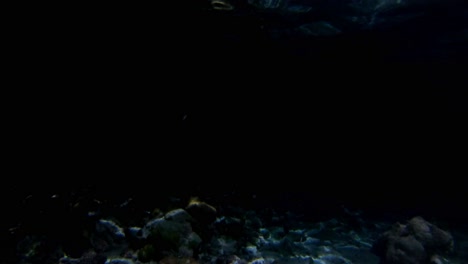 Blacktip-reef-shark-smashed-her-face-into-the-camera-at-night-camera-shake-underwater-closeup-black-background