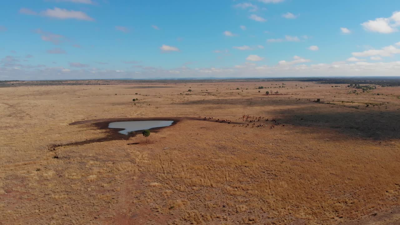 Kühe an einem trockenen Teich am MacKenzie River, Queensland, Australien