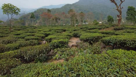 Motion-shot-of-tea-garden