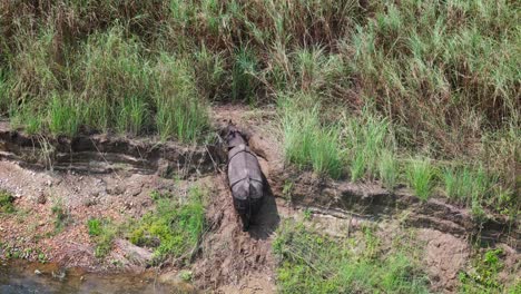 Greater-one-horned-rhino-of-Nepal