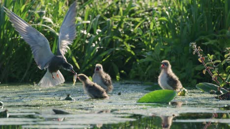 three hungry hatchlings wait with open mouths to be fed by black tern