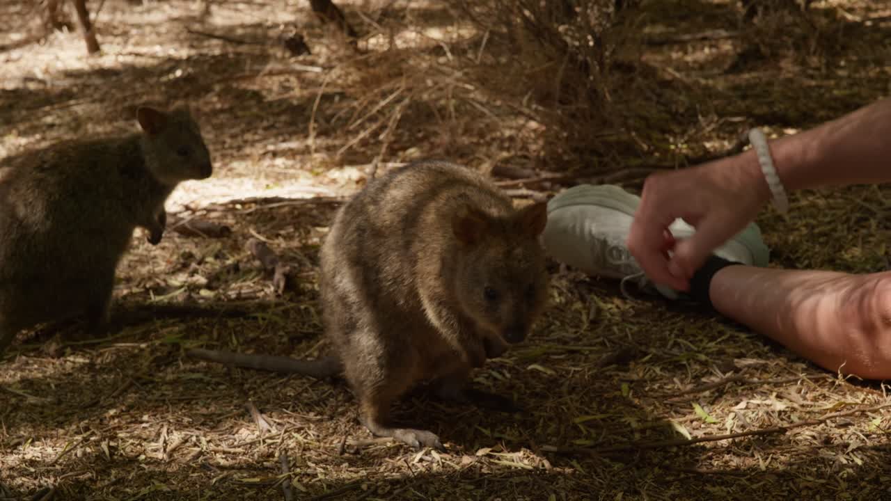 Quokka curiosi che ispezionano una mano umana in un incontro amichevole, mostrando la loro natura inquisitiva e le loro adorabili caratteristiche