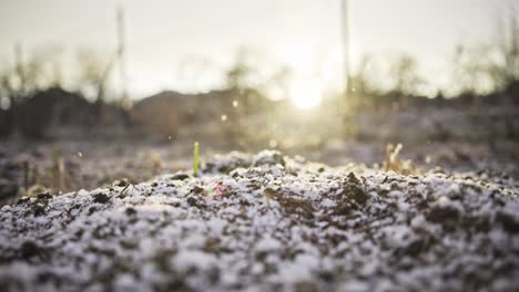 jardín en invierno durante la caída de la nieve y la puesta del sol