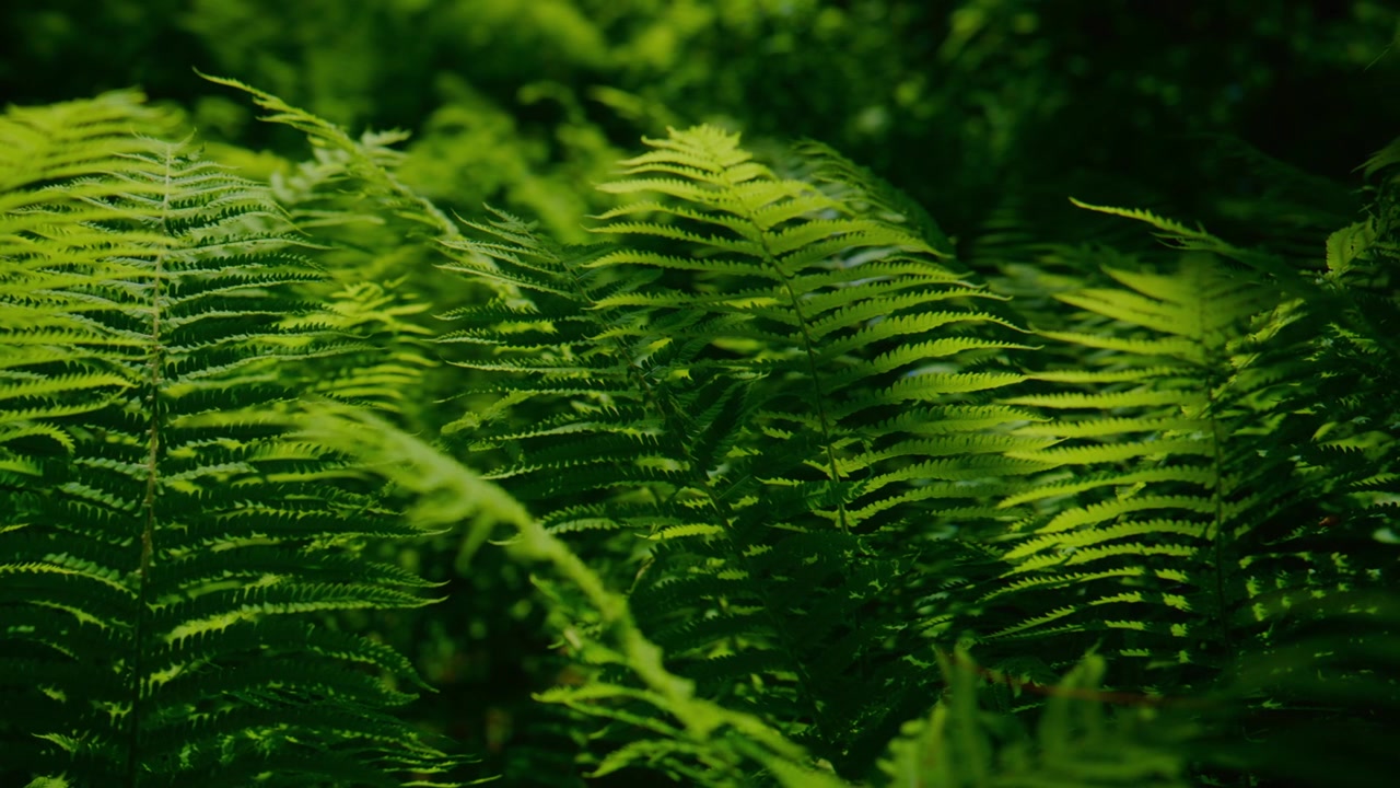 Felci lussureggianti ondeggiano dolcemente nella morbida luce della foresta. Le foglie brillano con tonalità di verde vibranti e sane. La profondità di campo evidenzia delicate fronde su uno sfondo sfocato