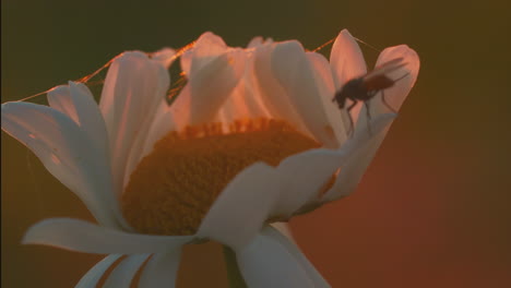 fly on a daisy at sunrise/sunset