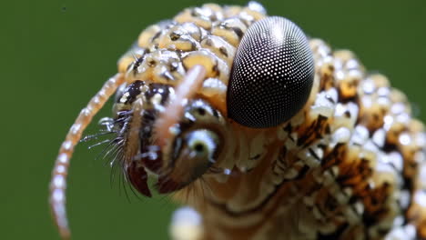 close-up of a millipede