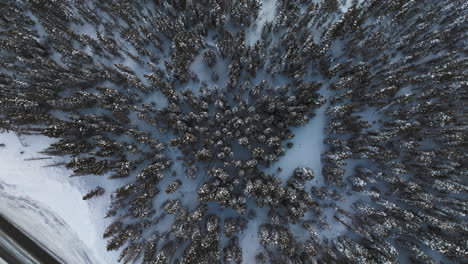 toma aérea de arriba hacia abajo de árboles cubiertos de nieve en las montañas rocosas de colorado
