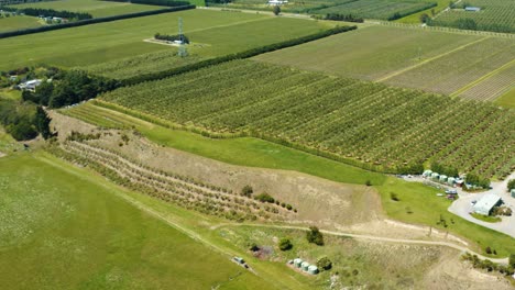 Drone-aerial-of-vineyard-vines-in-rows