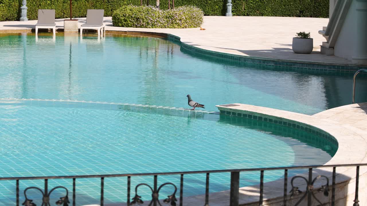 Person udfører et udspring i en rolig swimmingpool