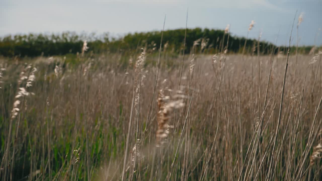 el trigo soplando en el viento a principios del verano en dinamarca