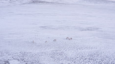 small reindeer family feeding in fresh snow covered mountain tundra