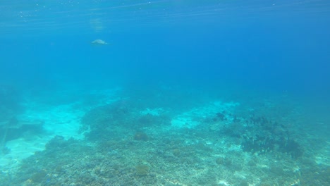 coral reef, tropical fish and sea turtle in warm ocean. underwater world.