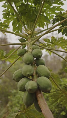 un primer plano vertical de muchas papayas verdes en el árbol