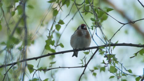 黃金雀 (carduelis carduelis) 樹上多彩的顏色