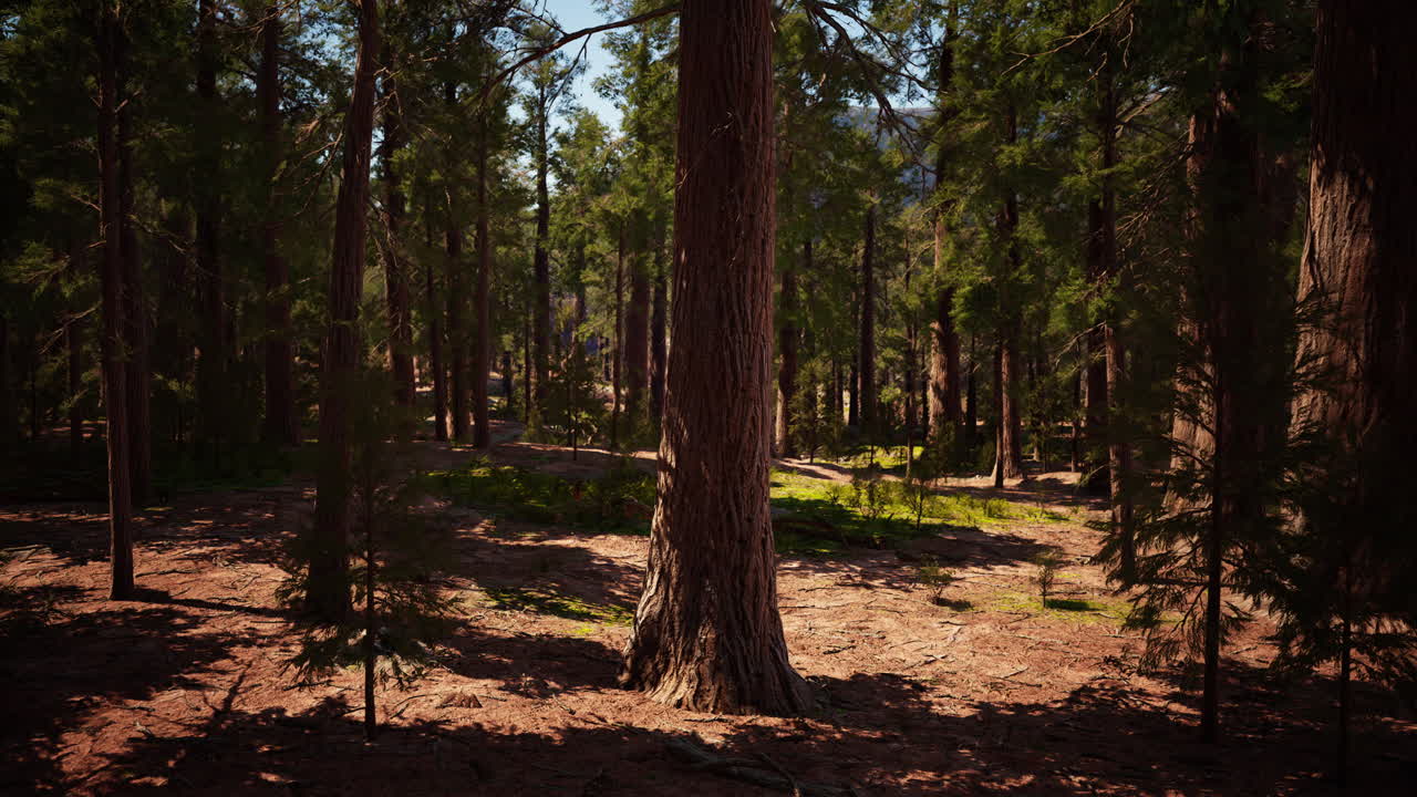 Scena della foresta di pini