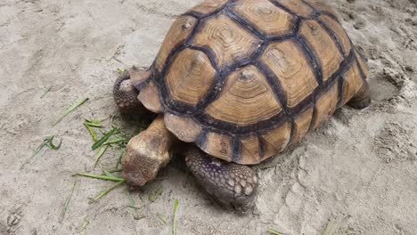 tortuga gigante comiendo hierba.
