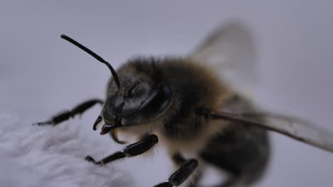 macro shot of bee on white background