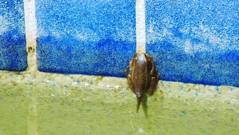 una rana marrón colgada al borde de una piscina con azulejos azules - cerrar