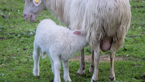 slow motion shot of adorable, fluffy white lamb drinking milk from its mother outside in sardinia, italy