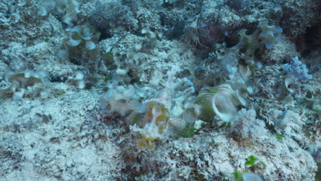 a beautiful pink rhinopias eschmeyeri stands on the volcanic underwater formation and jumps and swims from one rock to the other