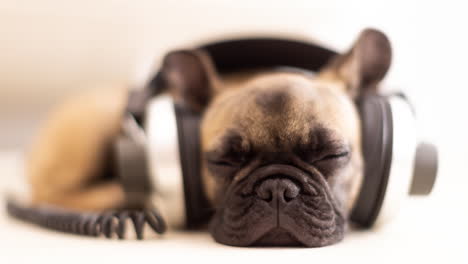 un lindo cachorro de bulldog francés con auriculares contra un fondo blanco