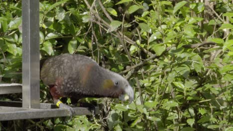 Ein-Kaka,-Der-In-Zeitlupe-Von-Einer-Fütterungsstation-In-Zealandia,-Wellington,-Nz-Abhebt