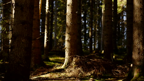 sunlit pine forest