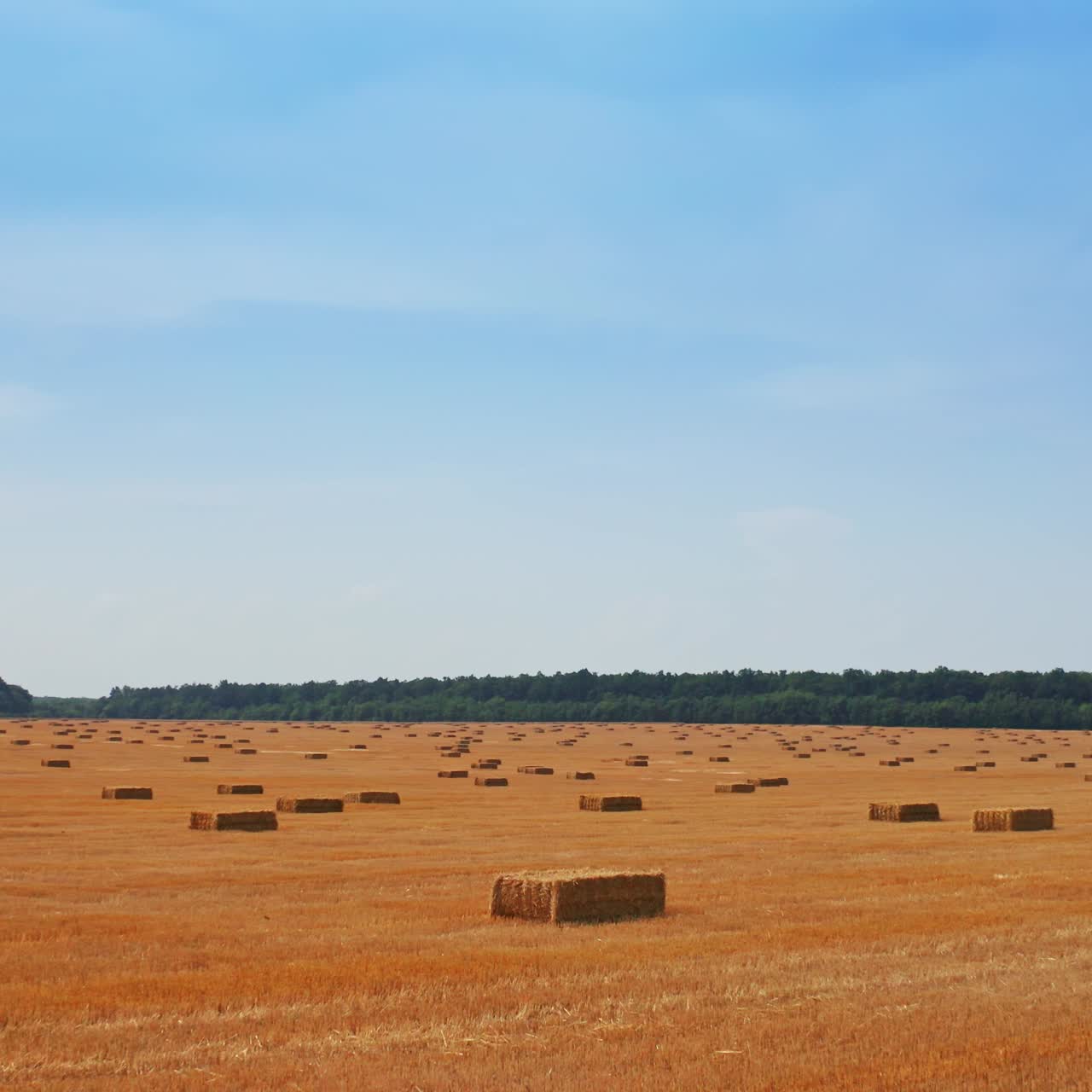 Mowed wheat field after picking crops. Packs of hay left by the farmers are around the plantation. Blue sky backdrop