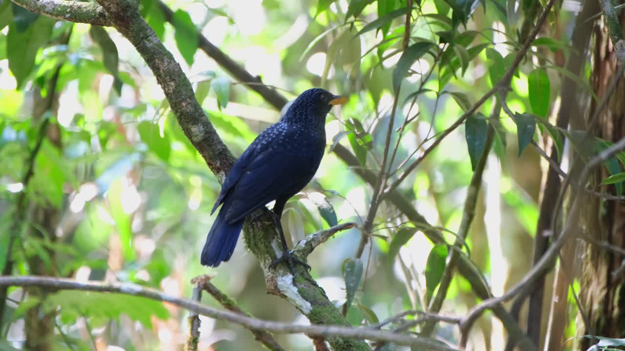Seen wagging its tail and it looks up as the camera slides to the left, Blue Whistling Thrush Myophonus caeruleus