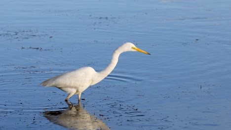 egret foraging in water, seeking prey