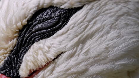 close-up of a swan's head