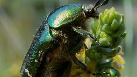 extreme close up: profile of vertical green metallic wing covered beetle on bud of plant and flies away