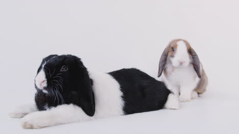 studio portrait of two miniature black and white flop eared rabbits on white background