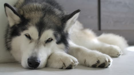 middle close up of a sleepy alaskan malamute