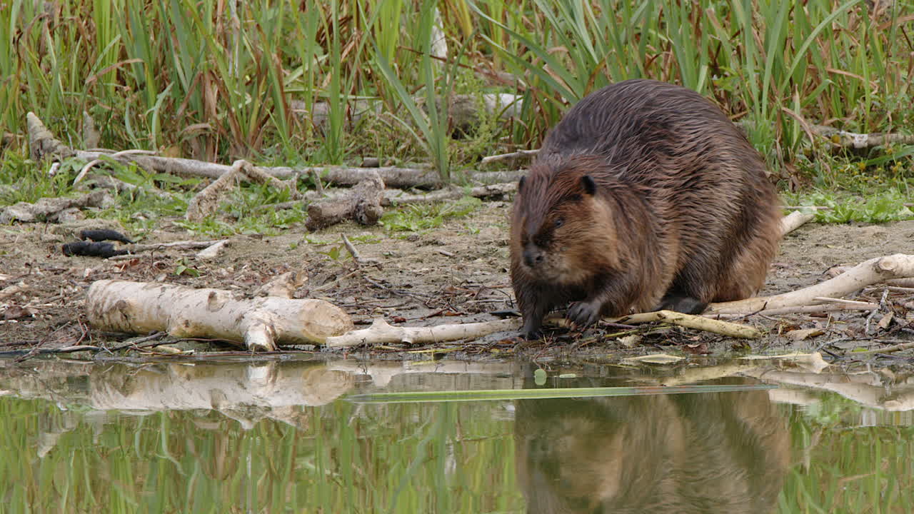 Closeup beaver waddles slowly from wetland shore into pond water