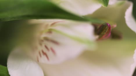 Panning-Across-White-Lilies-02