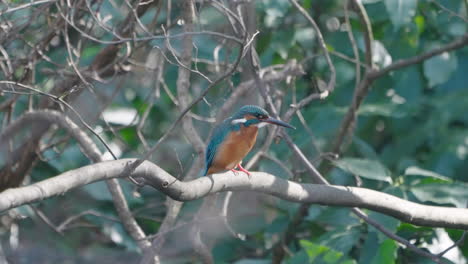 blue bird, common kingfisher perching on branch and cleaning its feathers - low angle shot